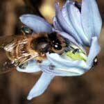 Определение качества пчелиного яда